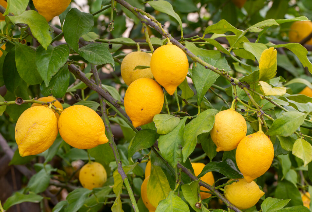 Yellow lemons on a lemon tree